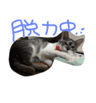 69neko sakura69（個別スタンプ：11）