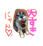 69neko sakura69（個別スタンプ：12）