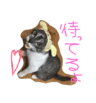 69neko sakura69（個別スタンプ：15）