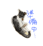 69neko sakura69（個別スタンプ：16）