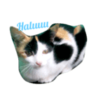 The Cutest Cat（個別スタンプ：1）