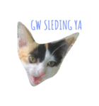 The Cutest Cat（個別スタンプ：2）