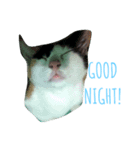 The Cutest Cat（個別スタンプ：3）