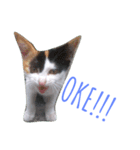 The Cutest Cat（個別スタンプ：4）