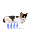 The Cutest Cat（個別スタンプ：5）