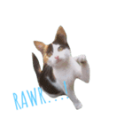 The Cutest Cat（個別スタンプ：6）