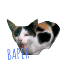 The Cutest Cat（個別スタンプ：7）