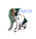 The Cutest Cat（個別スタンプ：8）