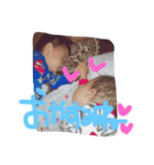 獅♥琥珀♥（個別スタンプ：7）
