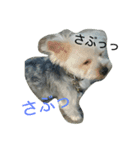 こたろうの毎日（個別スタンプ：4）