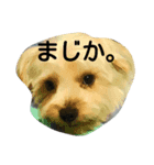 こたろうの毎日（個別スタンプ：5）