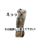 こたろうの毎日（個別スタンプ：6）