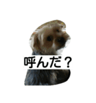 こたろうの毎日（個別スタンプ：7）