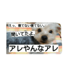 こたろうの毎日（個別スタンプ：8）
