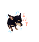 チワワ兄弟2（個別スタンプ：8）