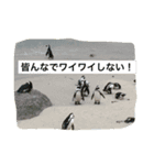 旅行. 好き（個別スタンプ：2）
