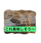 旅行. 好き（個別スタンプ：8）