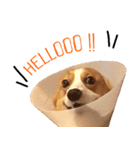 Baguette the corgi（個別スタンプ：1）