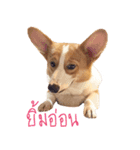 Baguette the corgi（個別スタンプ：2）