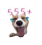 Baguette the corgi（個別スタンプ：3）