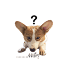 Baguette the corgi（個別スタンプ：4）