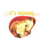 Baguette the corgi（個別スタンプ：5）