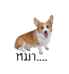 Baguette the corgi（個別スタンプ：8）