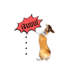 Baguette the corgi（個別スタンプ：9）