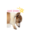 Baguette the corgi（個別スタンプ：10）