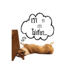 Baguette the corgi（個別スタンプ：11）