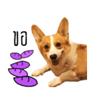 Baguette the corgi（個別スタンプ：12）