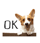 Baguette the corgi（個別スタンプ：13）