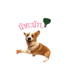 Baguette the corgi（個別スタンプ：15）