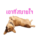 Baguette the corgi（個別スタンプ：16）