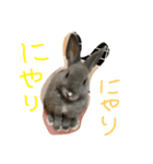 柴田家の兎々丸（個別スタンプ：2）