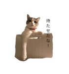 毎日サンシロー（個別スタンプ：6）