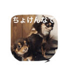 チコスタンプ3（個別スタンプ：2）