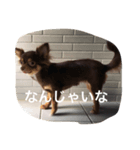 チコスタンプ3（個別スタンプ：5）