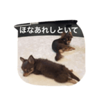 チコスタンプ3（個別スタンプ：6）