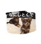 チコスタンプ3（個別スタンプ：7）