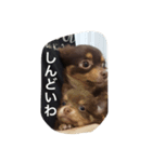 チコスタンプ3（個別スタンプ：8）