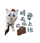 Miyako ＆ Gentoo（個別スタンプ：19）