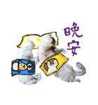 Miyako ＆ Gentoo（個別スタンプ：24）