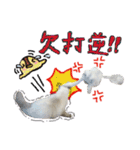 Miyako ＆ Gentoo（個別スタンプ：36）