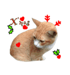 Meow Meow :with x'mas time（個別スタンプ：3）