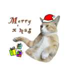Meow Meow :with x'mas time（個別スタンプ：5）