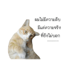 Meow Meow :with x'mas time（個別スタンプ：13）