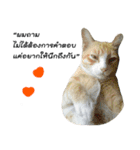 Meow Meow :with x'mas time（個別スタンプ：14）
