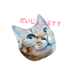 my home Cats.（個別スタンプ：5）