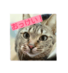 my home Cats.（個別スタンプ：7）